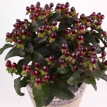 Hypericum MIRACLE Night - Iperico