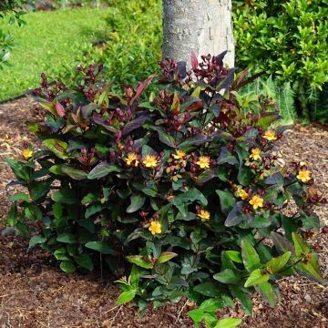 Hypericum MIRACLE Night - Iperico
