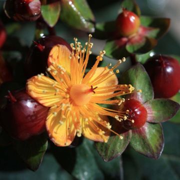 Hypericum inodorum Magical Universe - Iperico
