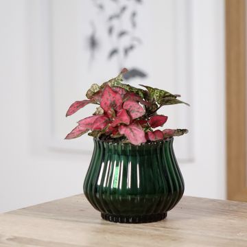 Hypoestes phyllostachya Red