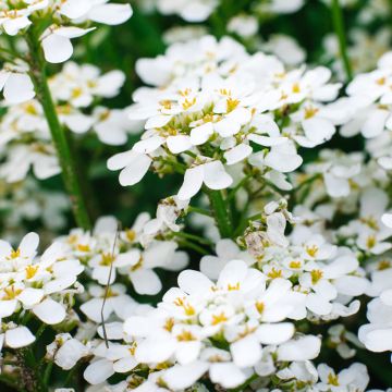 Iberis sempervirens Appen-Etz - Iberide sempreverde