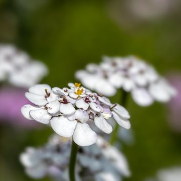Iberis sempervirens Masterpiece - Iberide sempreverde