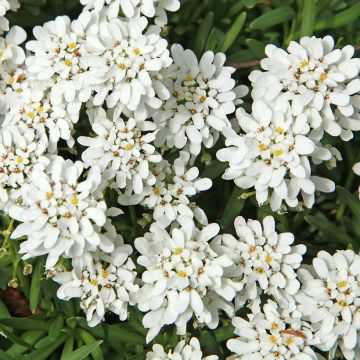 Iberis sempervirens Weisser Zwerg - Iberide sempreverde