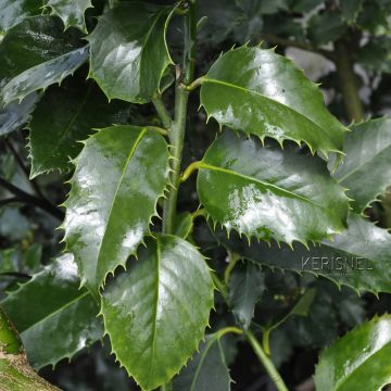 Ilex koehneana Castaenifolia - Agrifoglio