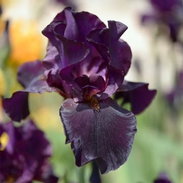 Iris germanica Old Black Magic - Giaggiolo paonazzo