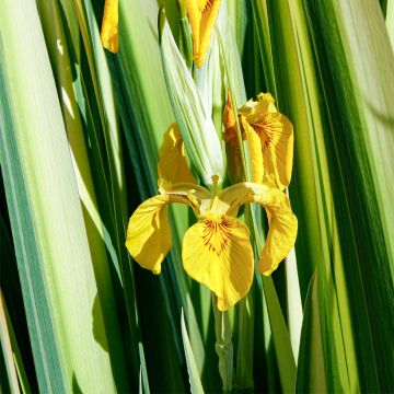 Iris pseudacorus Variegata - Giaggiolo acquatico
