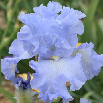Iris germanica Above The Clouds - Giaggiolo paonazzo