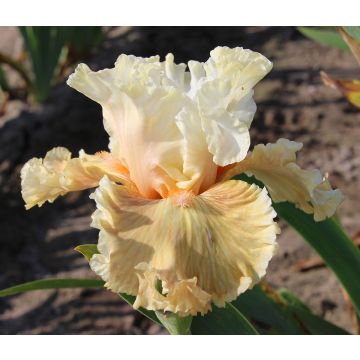 Iris germanica Australian Rose - Giaggiolo paonazzo