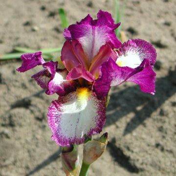 Iris germanica Autumn Encore - Giaggiolo paonazzo