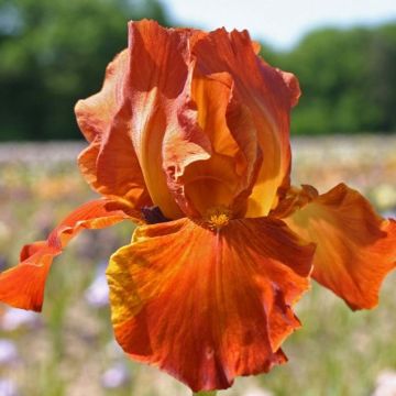 Iris germanica Brindisi - Giaggiolo paonazzo