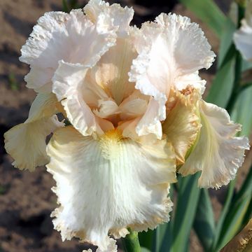 Iris germanica Buffy - Giaggiolo paonazzo