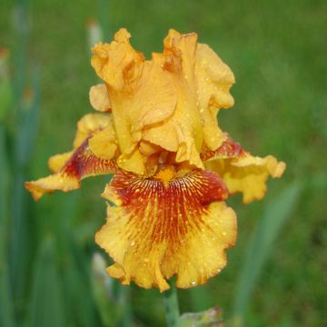 Iris germanica Burst - Giaggiolo paonazzo