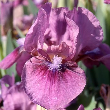 Iris germanica Color me Rose - Giaggiolo paonazzo