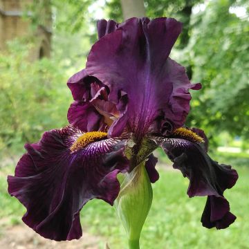 Iris germanica Dracula's Kiss - Giaggiolo paonazzo