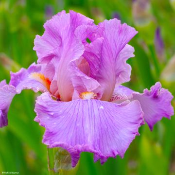 Iris germanica Effrontée - Giaggiolo paonazzo