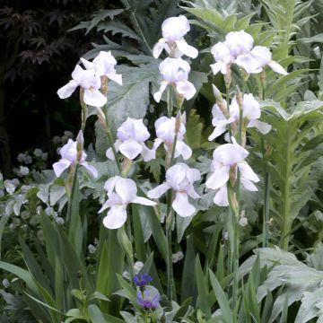 Iris germanica English cottage - Giaggiolo paonazzo