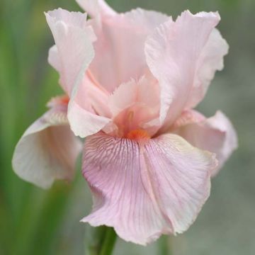 Iris germanica Blushing Pink - Giaggiolo paonazzo
