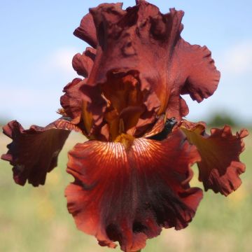 Iris germanica Play with Fire - Giaggiolo paonazzo