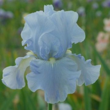 Iris germanica Navajo Jewel - Giaggiolo paonazzo