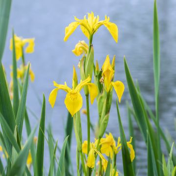 Iris pseudacorus - Giaggiolo acquatico