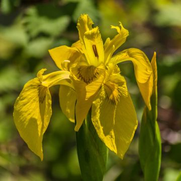 Iris pseudacorus Plena - Giaggiolo acquatico