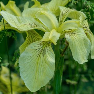 Iris pseudacorus var. bastardii - Giaggiolo acquatico