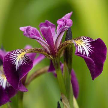 Iris versicolor Berlin Versilaev - Giaggiolo