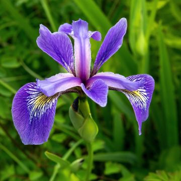 Iris versicolor - Giaggiolo