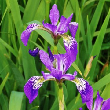 Iris versicolor Kermesina - Giaggiolo
