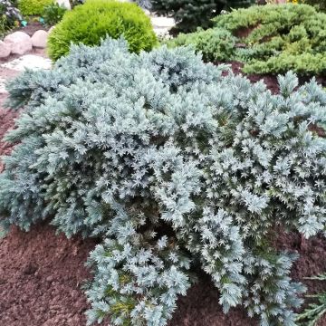Juniperus squamata Blue Star - Ginepro