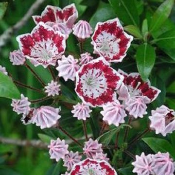 Kalmia latifolia Galaxy - Alloro di montagna
