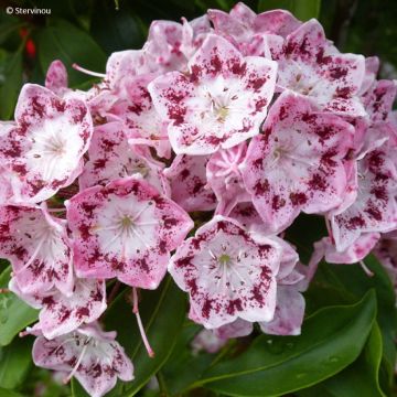 Kalmia latifolia Ideal - Alloro di montagna