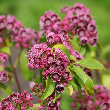 Kalmia latifolia Latchmin - Alloro di montagna