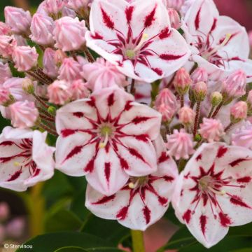 Kalmia latifolia Windmill - Alloro di montagna