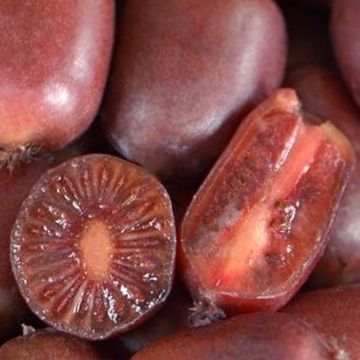 Mini kiwi Actinidia arguta Scarlet September (Feminna)