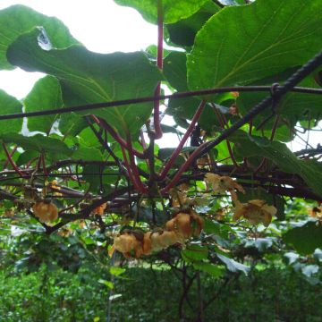 Kiwi Actinidia chinensis Golden Delight maschio
