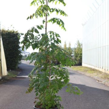 Koelreuteria paniculata Coral Sun - Albero della pioggia dorata