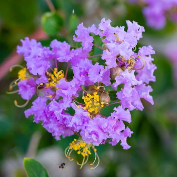 Lagerstroemia Cordon Bleu - Mirto crespo