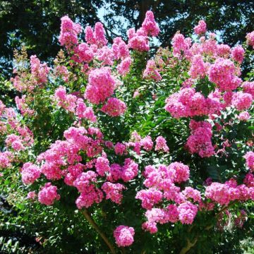 Lagerstroemia World's Fair - Mirto crespo