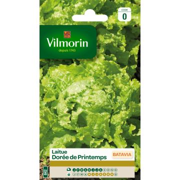 Lattuga batavia Dorata di primavera - Vilmorin