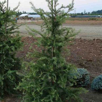 Larix kaempferi Diana
