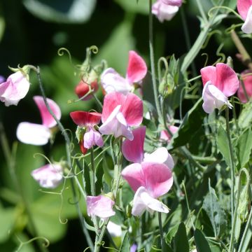 Pisello odoroso Cupid Pink