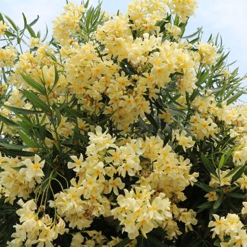 Nerium oleander Yellow - Oleandro