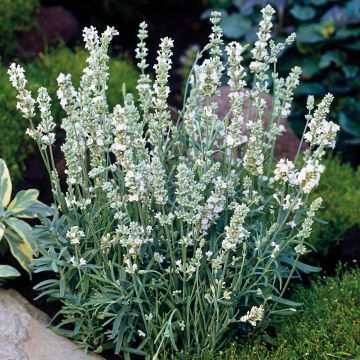 Lavandula angustifolia Montagnac White - Lavanda vera