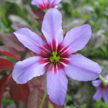 Leucocoryne ixioides Andes