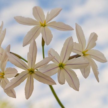Leucocoryne ixioides White Dream