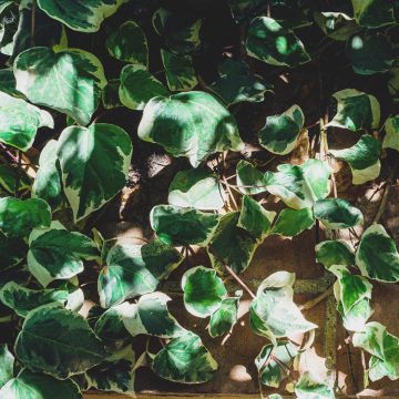 Hedera helix Marginata Elegantissima - Edera variegata