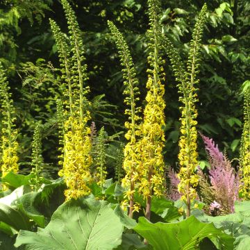 Ligularia veitchiana veitchiana