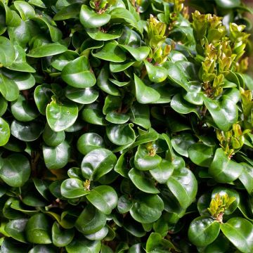 Ligustrum japonicum Coriaceum - Ligustro giapponese