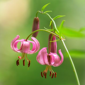 Giglio martagone - Lilium martagon